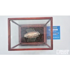 순 은 작품 : 이순신 거북선 순은 제품으로 60돈(255g=8.9 9oz)